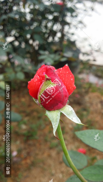 玫瑰花