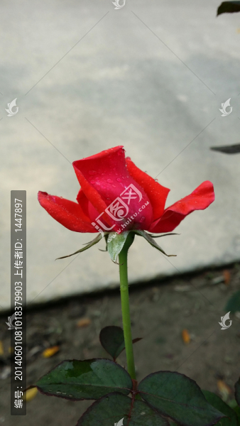玫瑰花