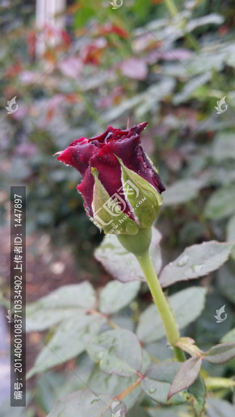 玫瑰花