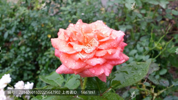 玫瑰花