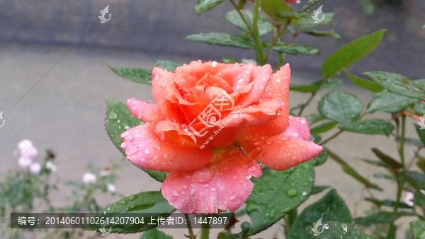 玫瑰花