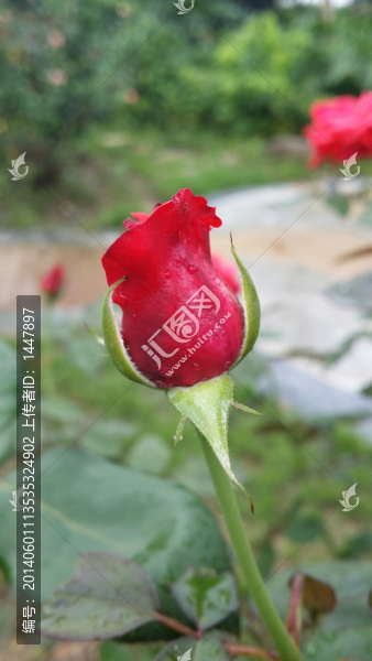 玫瑰花