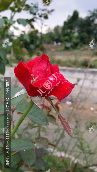 玫瑰花