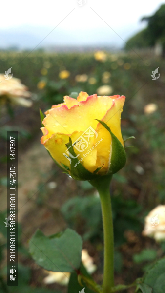 玫瑰花