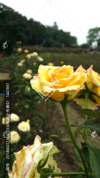 玫瑰花