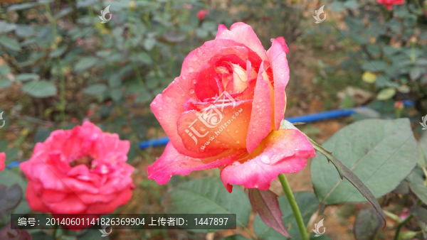 玫瑰花