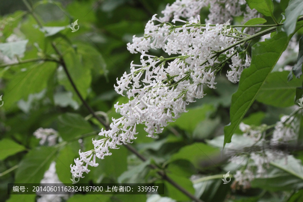 丁香花