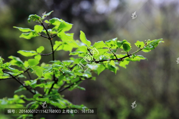 生長(zhǎng)的綠色植物,綠色樹(shù)葉