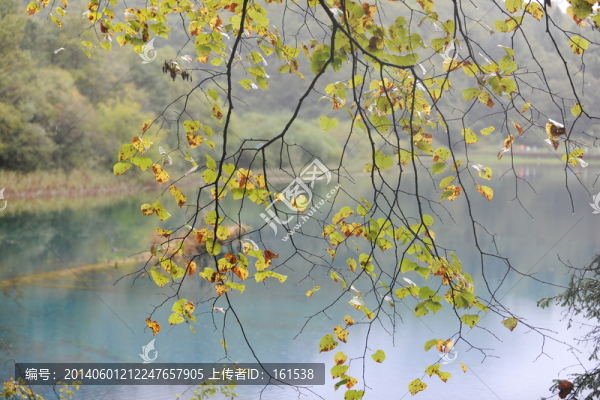湖邊的樹枝