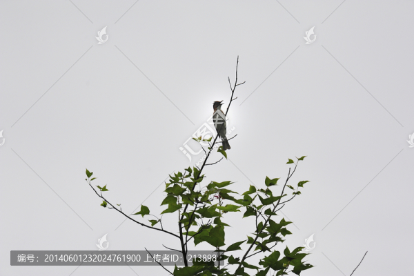 枝頭上的小鳥