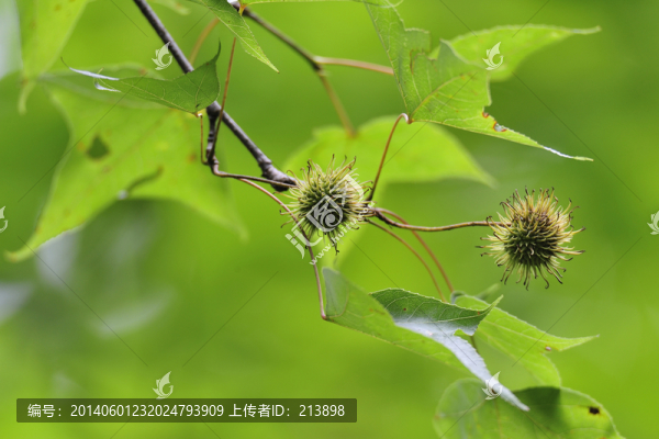 綠葉,結果