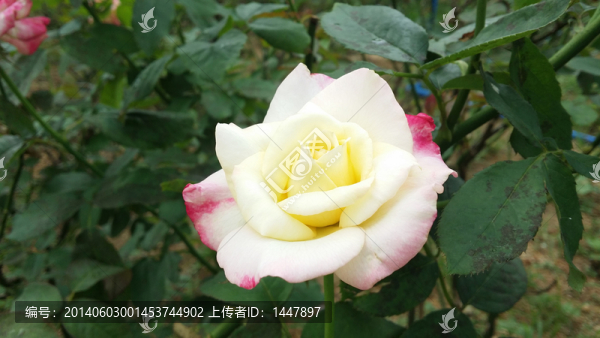 玫瑰花