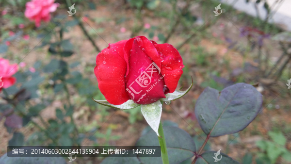 紅玫瑰