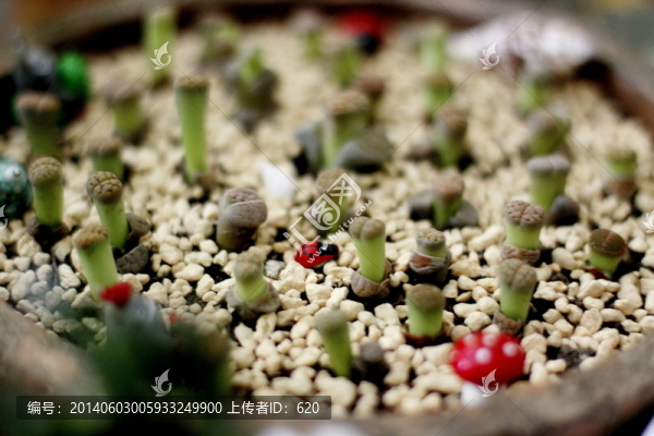 植物