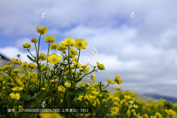 野花