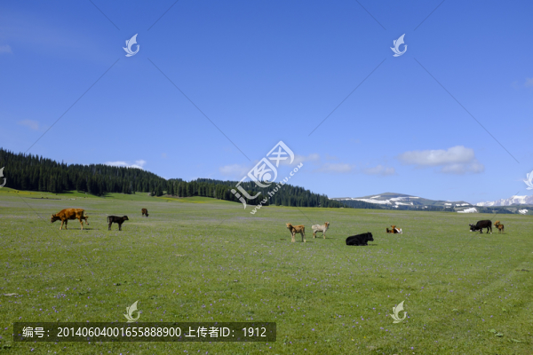 草原風(fēng)光