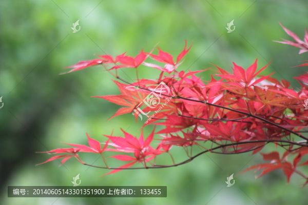 紅楓