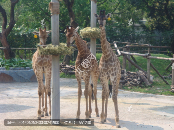 深圳西麗野生動物園