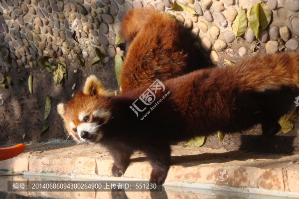 深圳西麗野生動物園