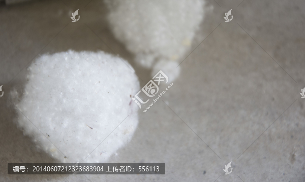 楊樹(shù)的種子楊絮