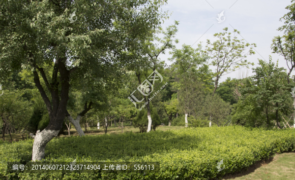 園林中的風(fēng)景