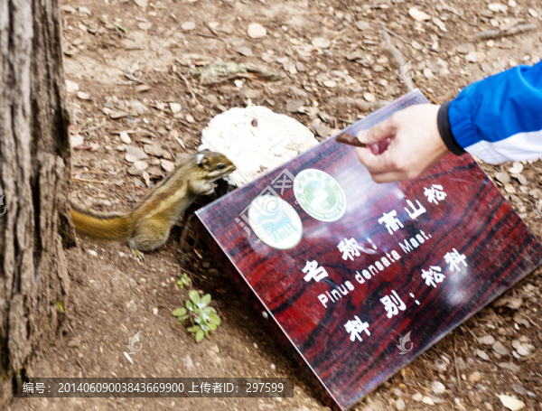 普達(dá)措松鼠