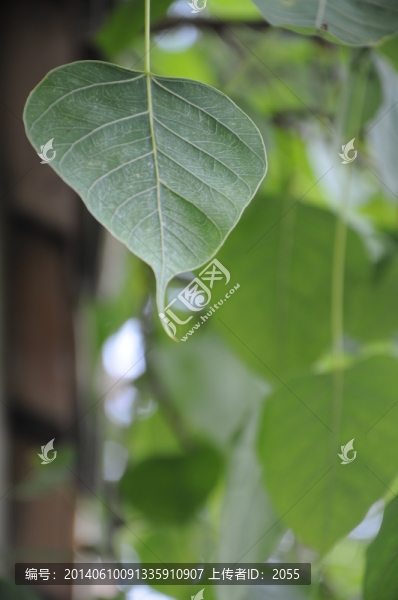 菩提葉