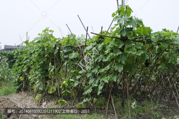 農(nóng)作物,瓜棚