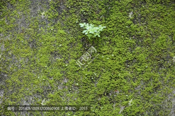 綠苔蘚,墻紋