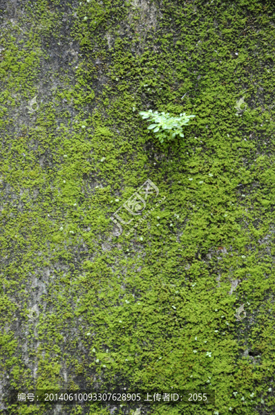 綠苔蘚,墻紋