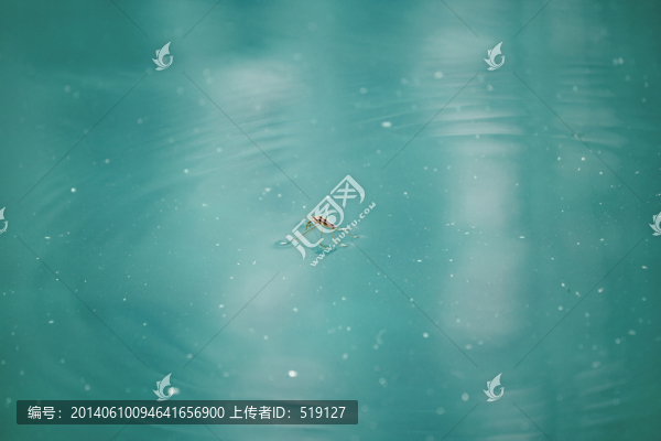 水黽
