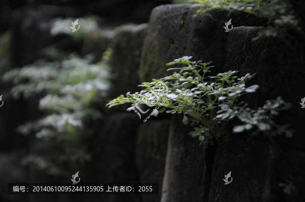 青磚墻