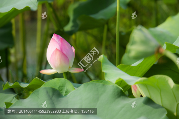 荷花