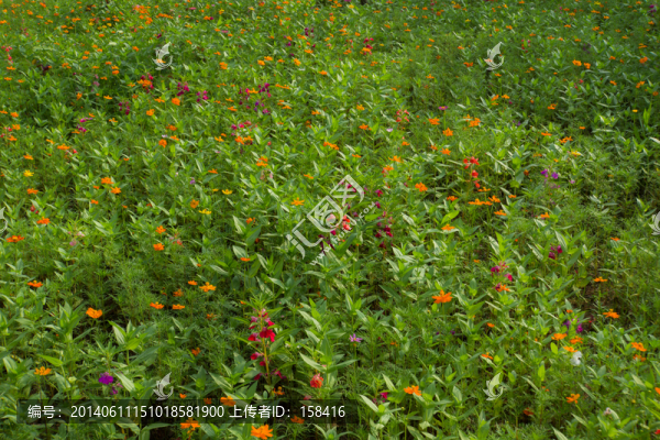 花園
