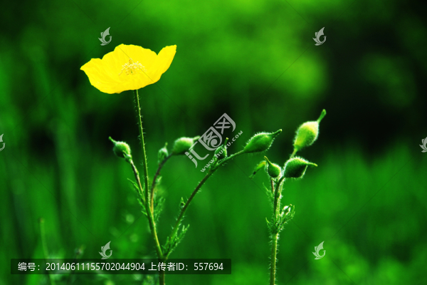 黃色野花
