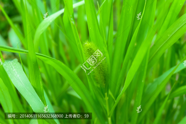 狗尾巴草