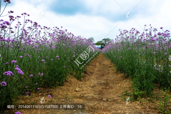 浪漫花海