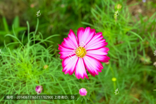 波斯菊