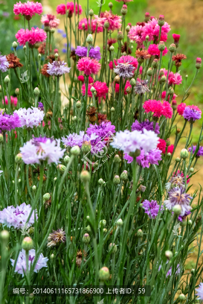 唯美花卉