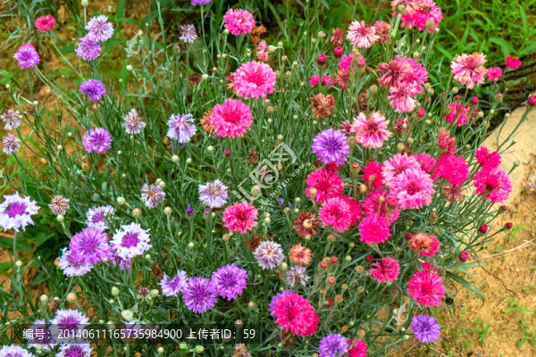 矢車菊