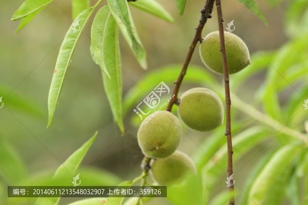 桃樹,桃,桃子,鮮桃果實,果子