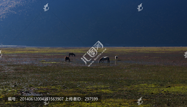 香格里拉納帕海