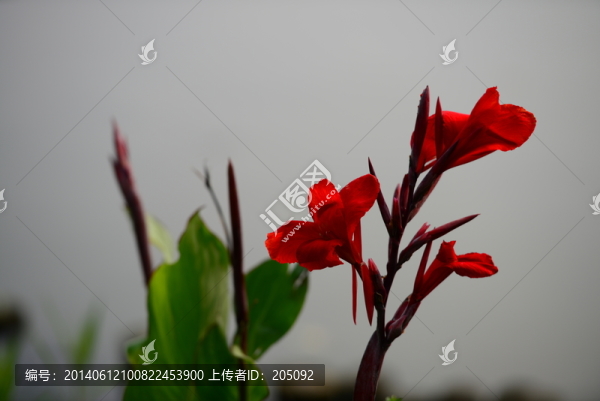 美人蕉