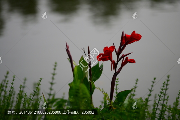 美人蕉