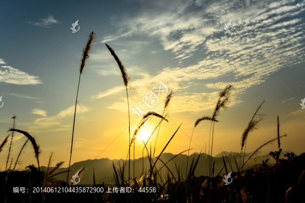 小草,天空