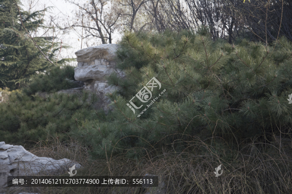 綠色的松樹(shù)