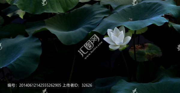 白荷花