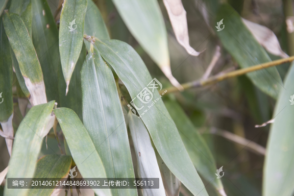 竹葉