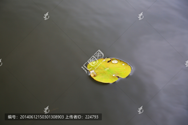 荷葉與露珠