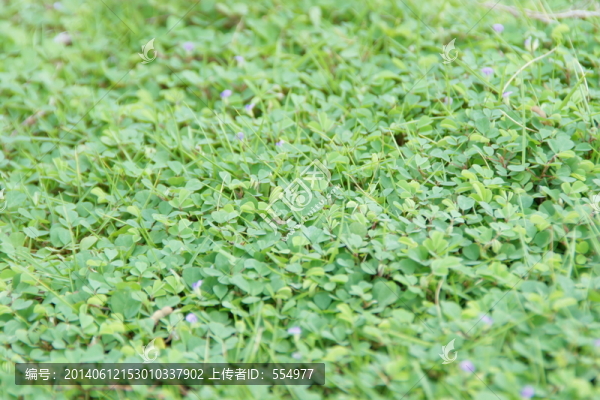 草